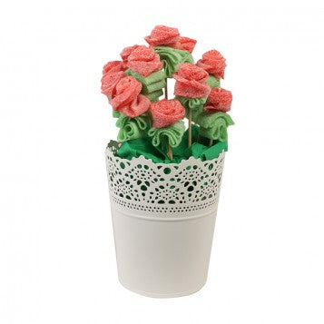 MACETA ROSAS SANT JORDI